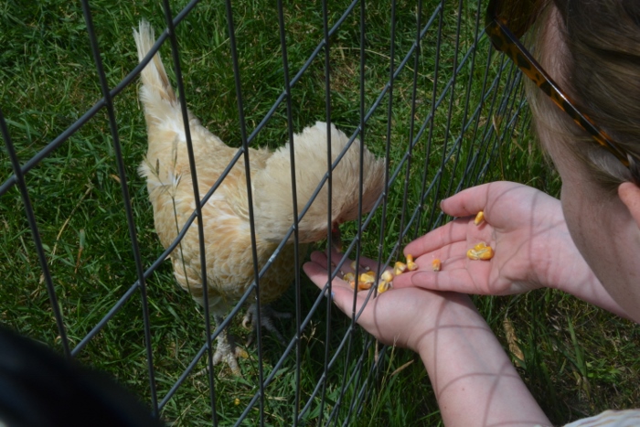 feeding a chicken